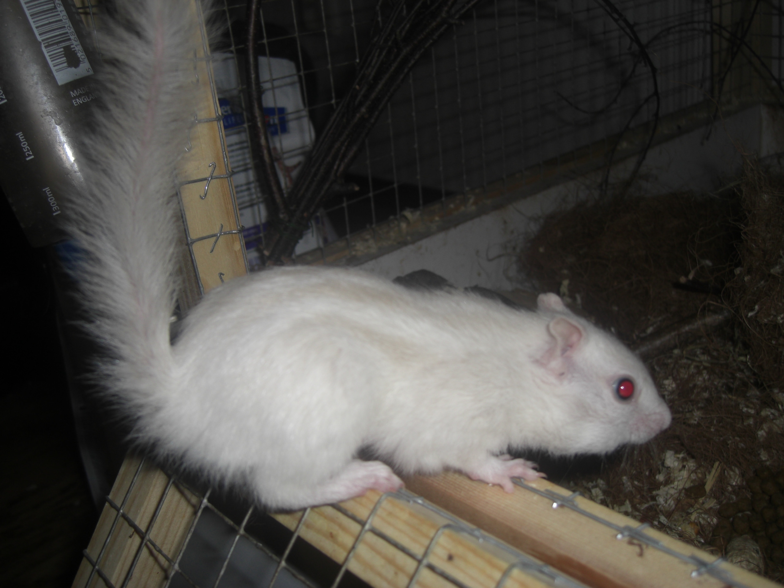 Albino färgad