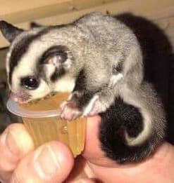 Uppfödare Sugar Gliders