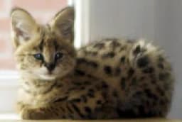 Serval