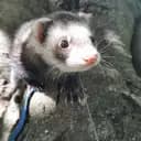 crazyferret